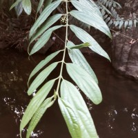 Hortonia angustifolia (Thwaites) Trimen